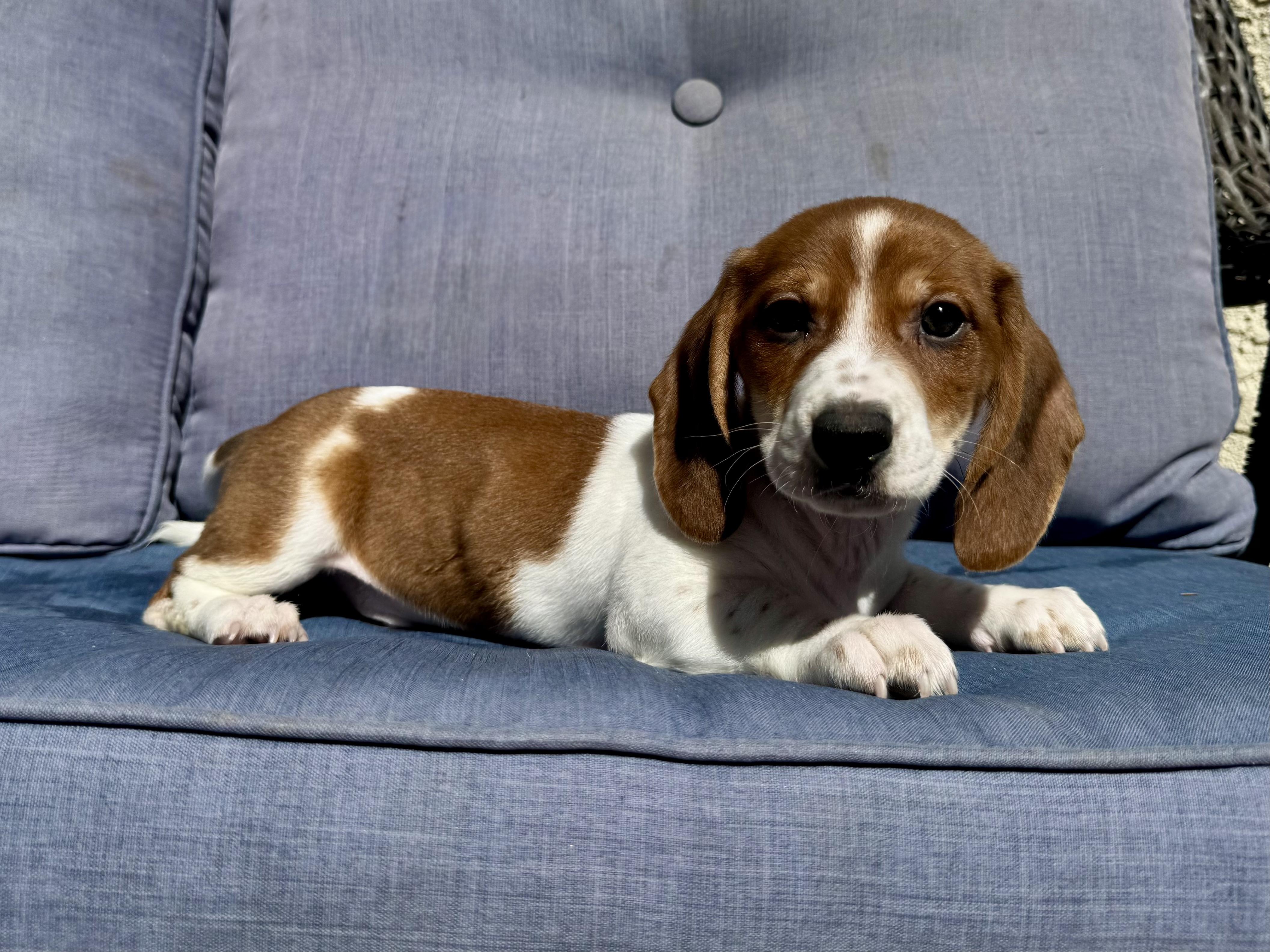 Enlarge Captain, a ADOPTABLE Dachshund in ontario, CA image 1/5