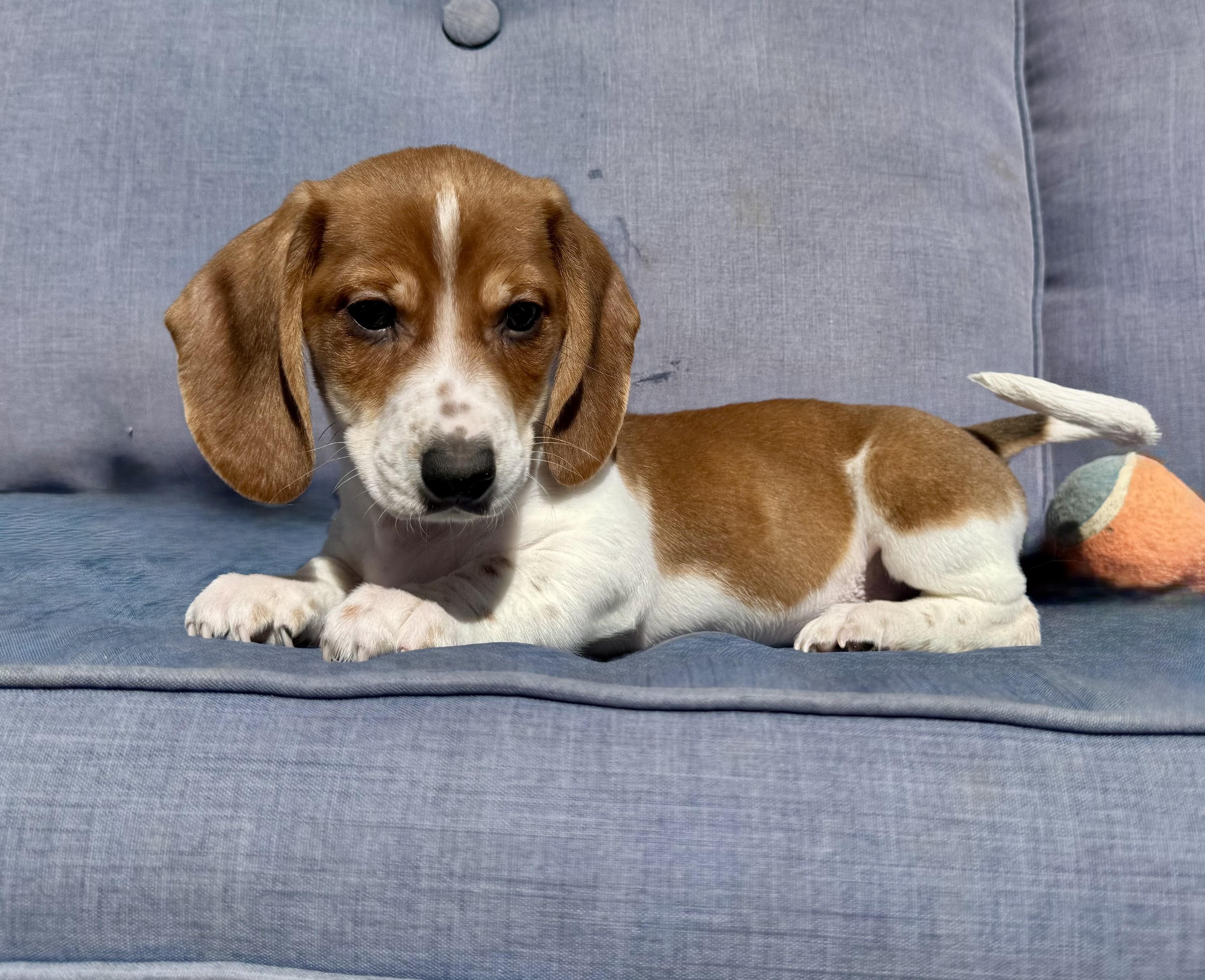 Enlarge Captain, a ADOPTABLE Dachshund in ontario, CA image 5/5