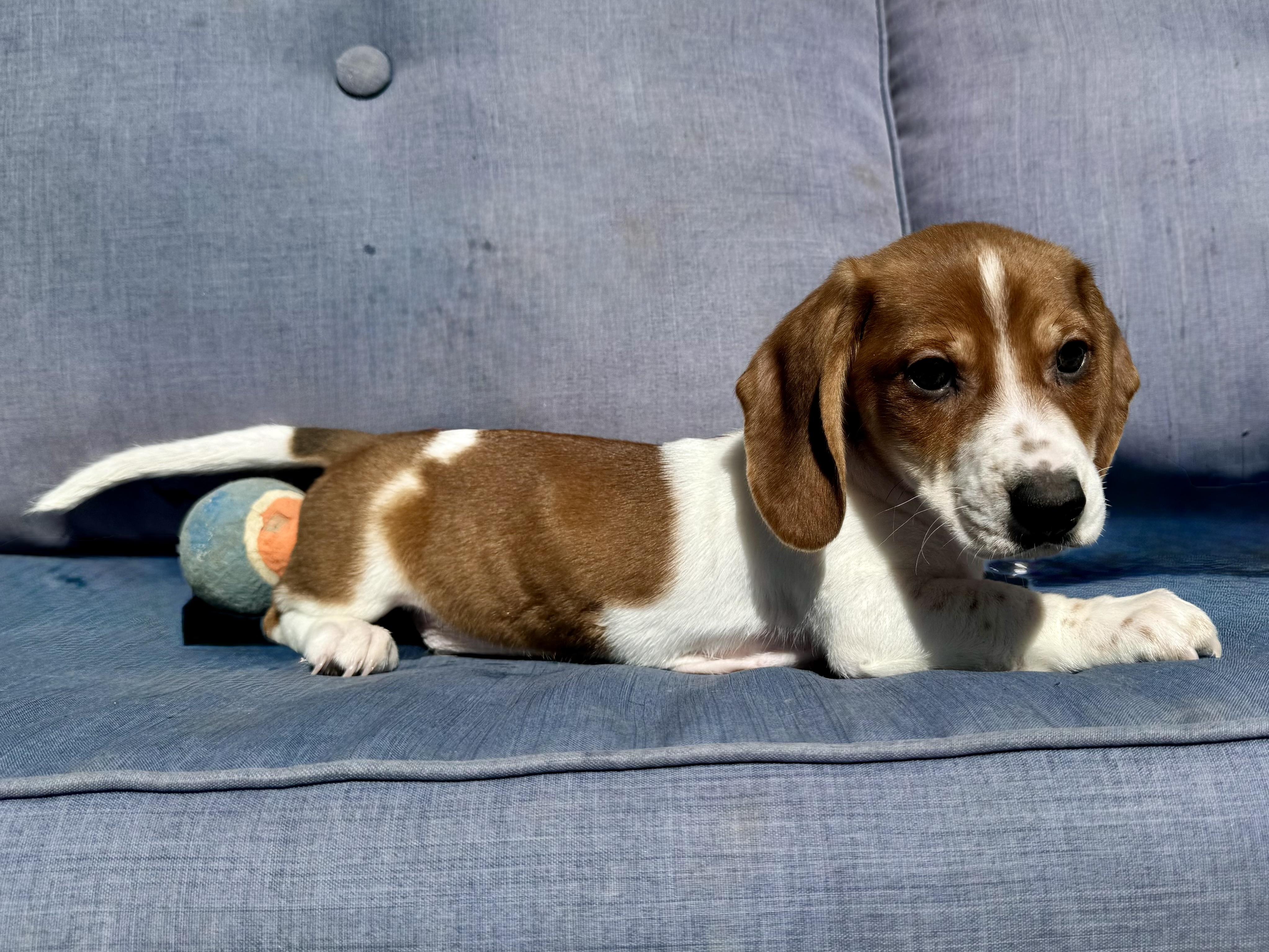 Enlarge Captain, a ADOPTABLE Dachshund in ontario, CA image 4/5