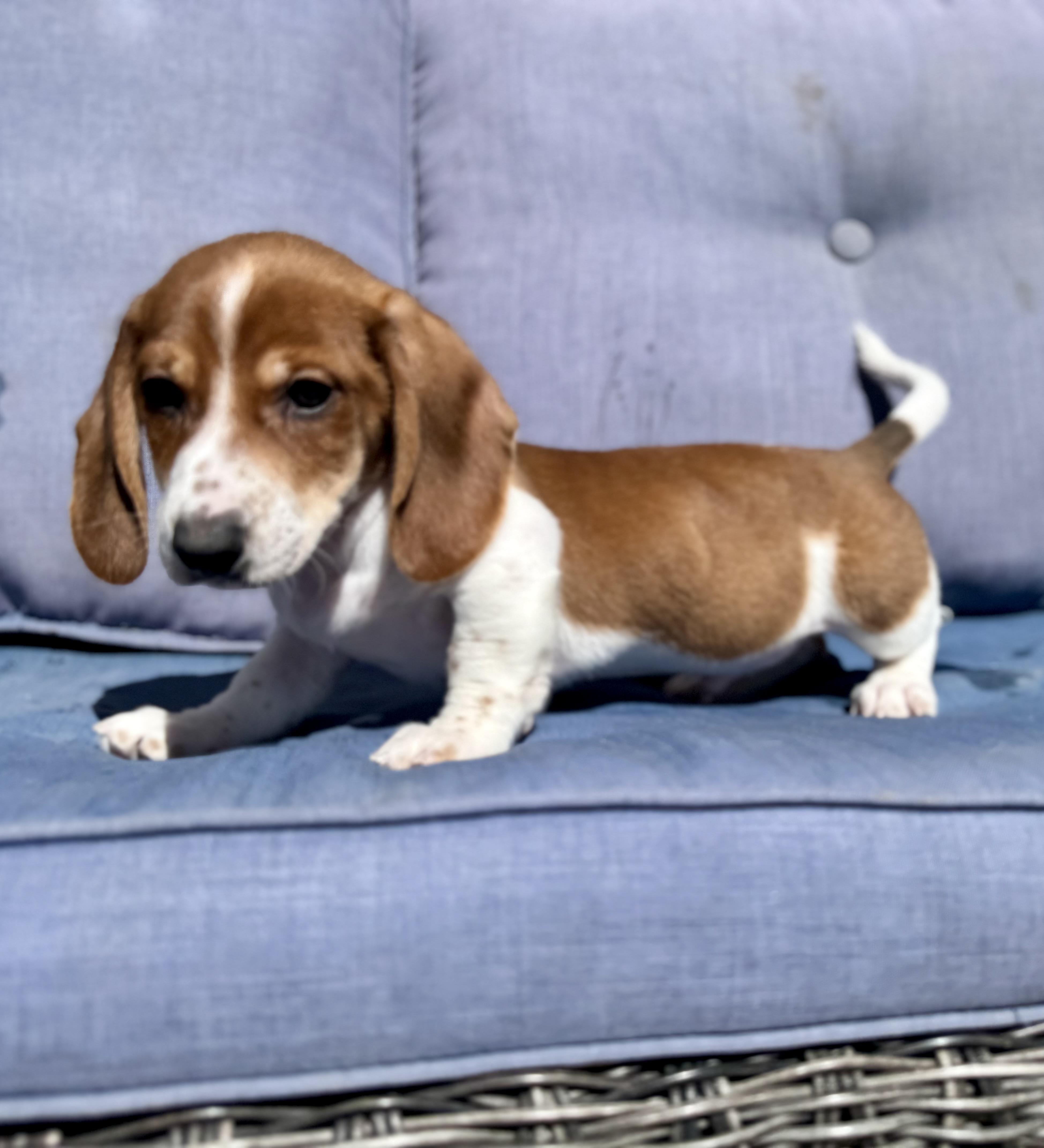 Enlarge Captain, a ADOPTABLE Dachshund in ontario, CA image 3/5