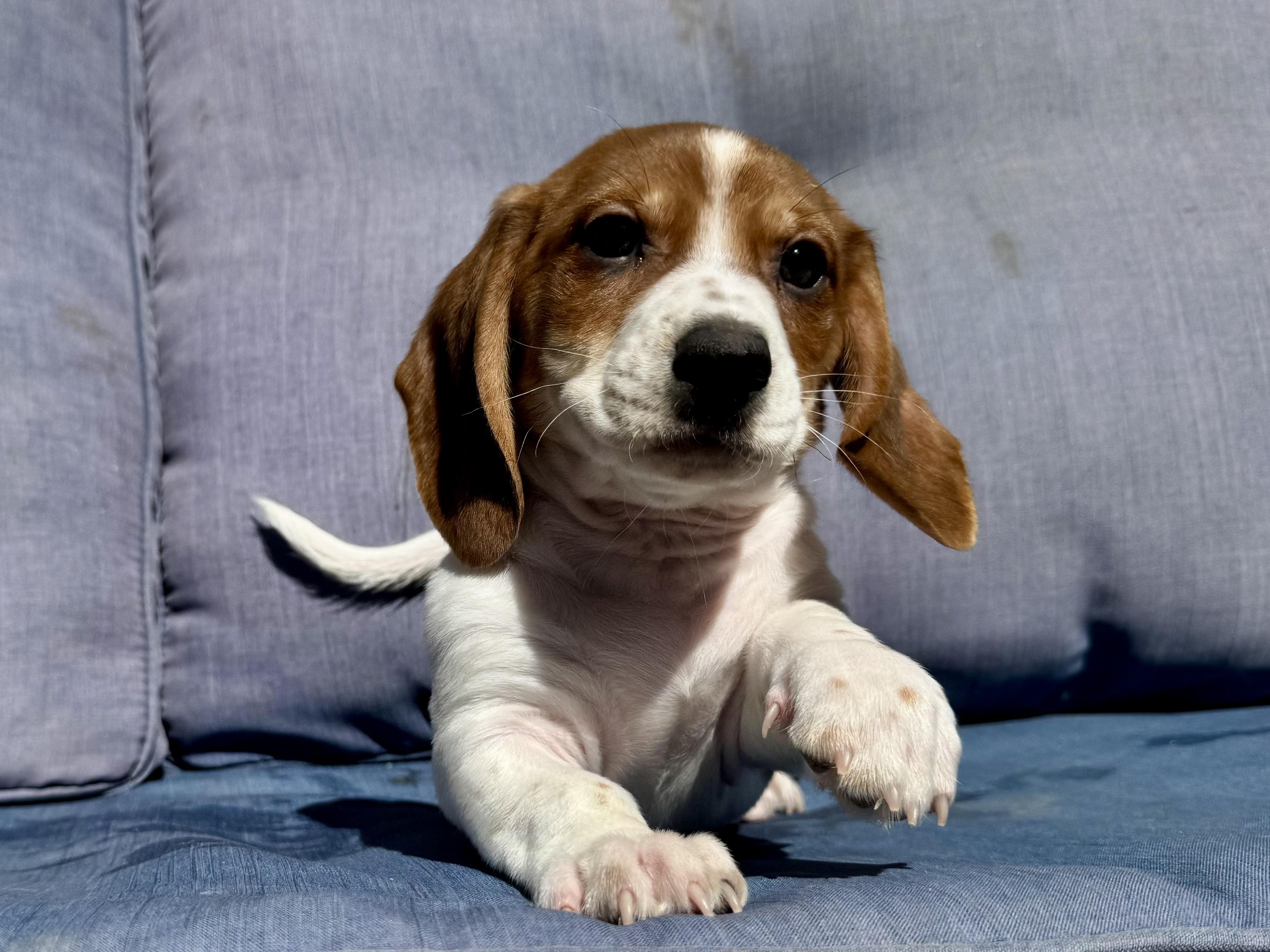 Enlarge Captain, a ADOPTABLE Dachshund in ontario, CA image 2/5