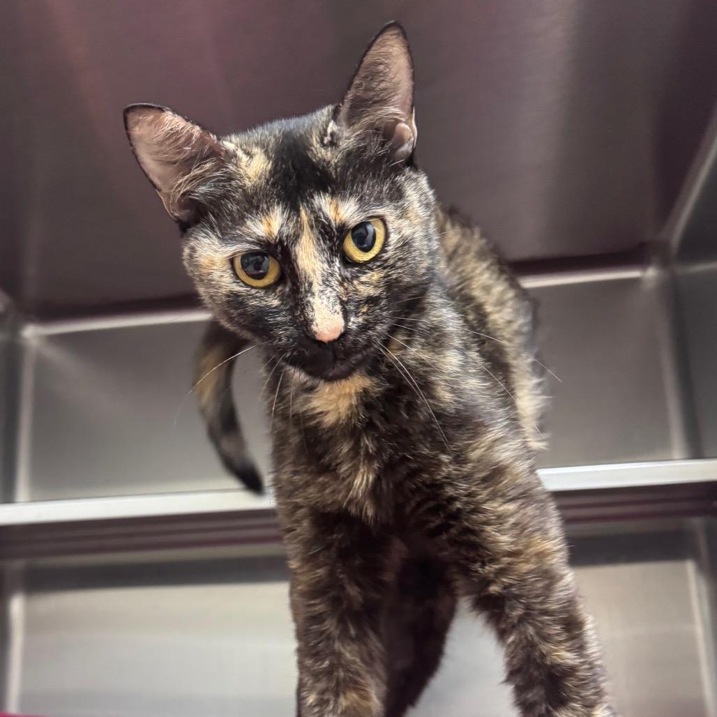Guava 29738, Adoptable, Adult Female Domestic Short Hair.