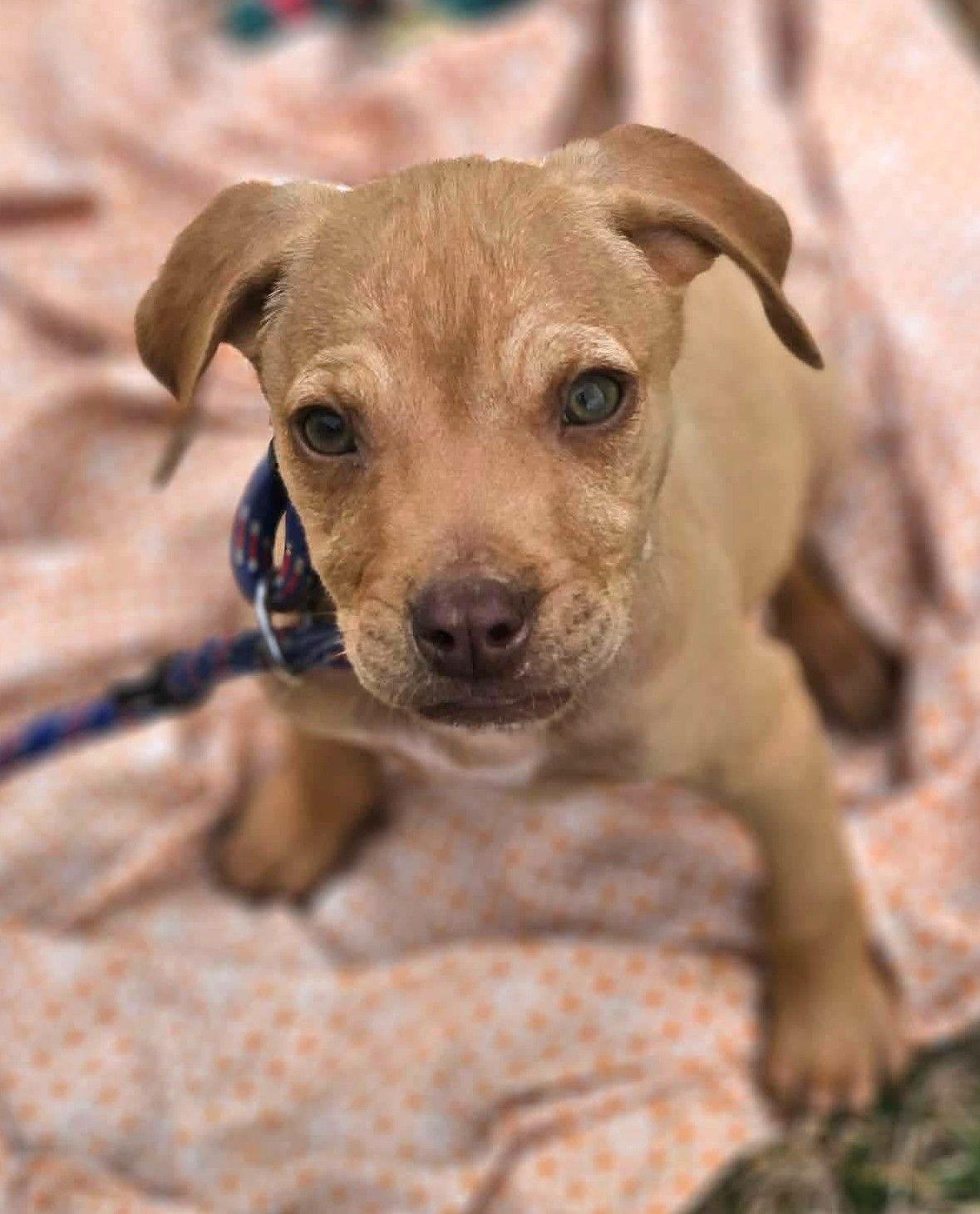 Enlarge Author Calligrace, a Adoptable mixed breed in Wakefield, RI image 1/3