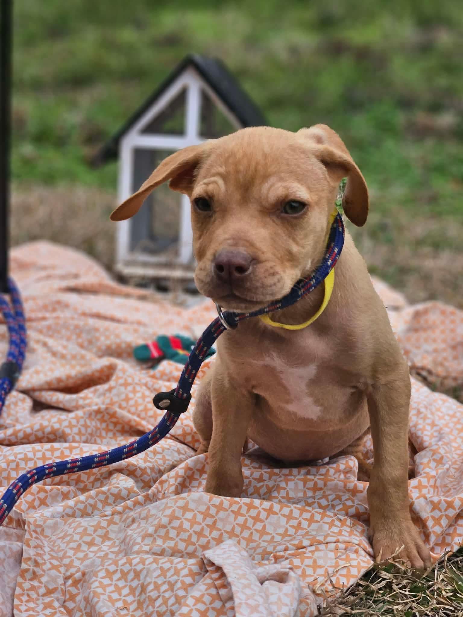 Enlarge Author Calligrace, a Adoptable mixed breed in Wakefield, RI image 2/3