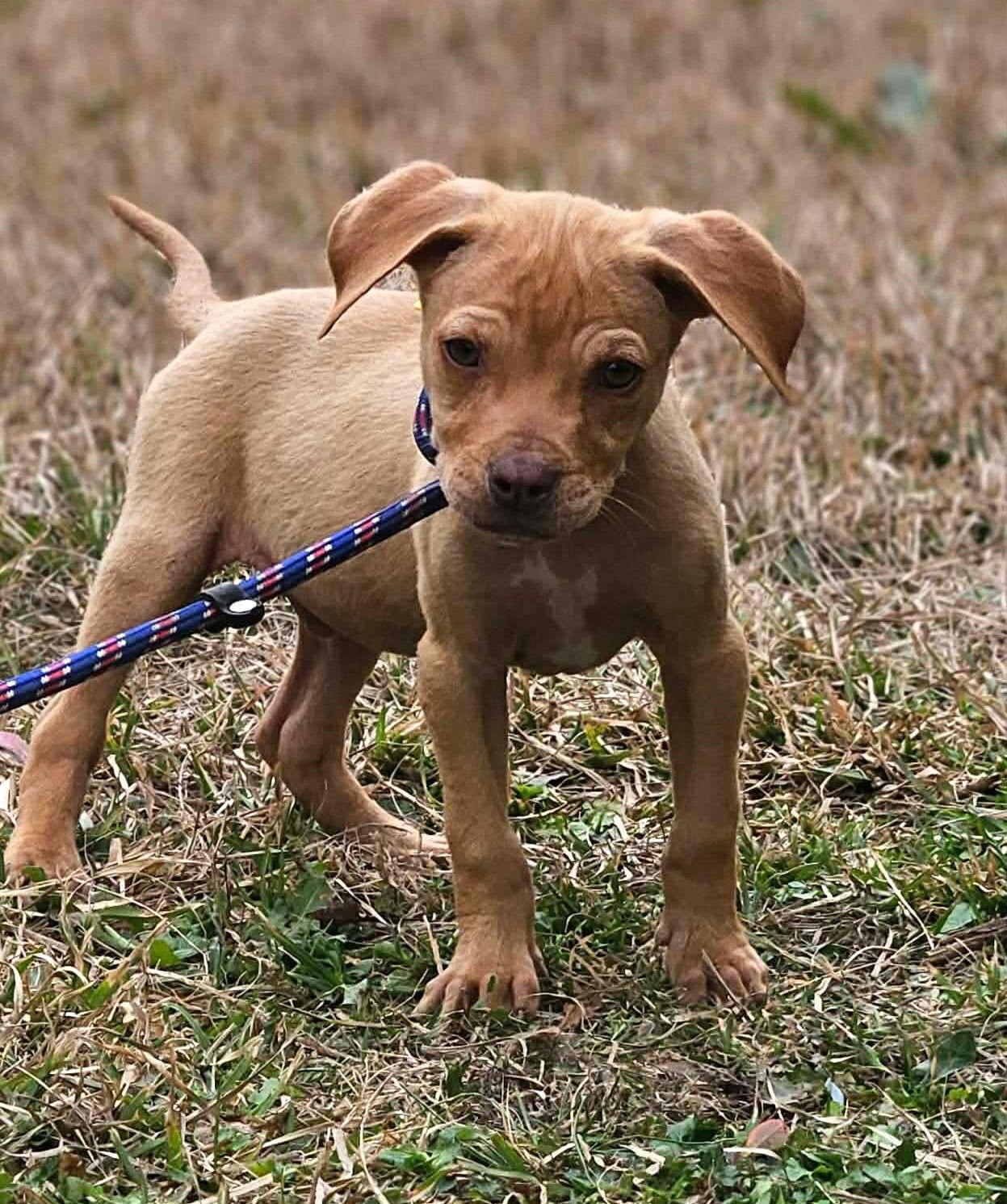 Author Calligrace — thumbnail 3