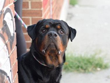 Umi, Adoptable, Young Male Rottweiler.