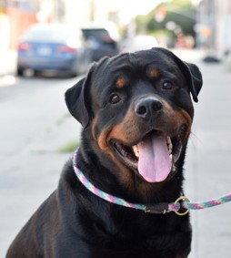 Enlarge Umi, a Adoptable Rottweiler in Hillsboro, NH image 2/3