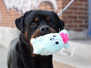 Enlarge Umi, a Adoptable Rottweiler in Hillsboro, NH image 3/3