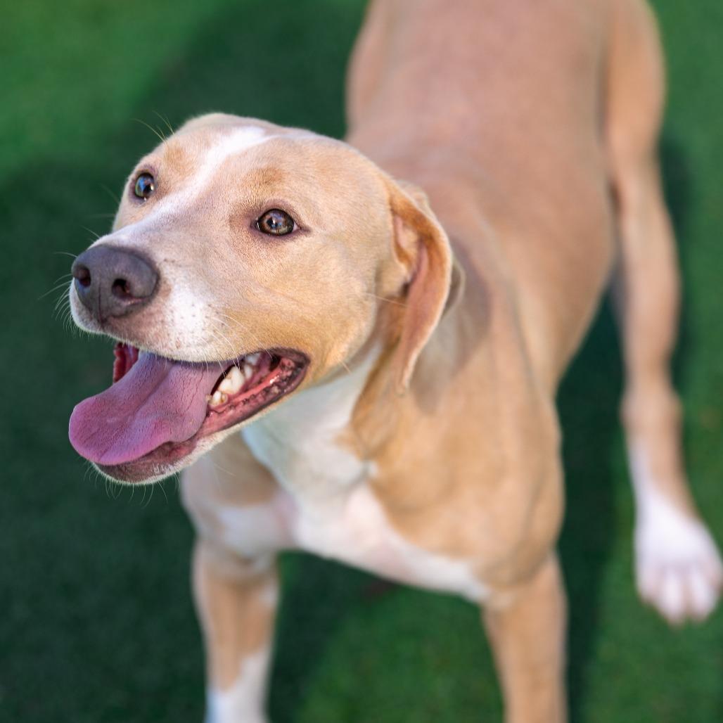 Louise, Adoptable, Adult Female Terrier & Mixed Breed.