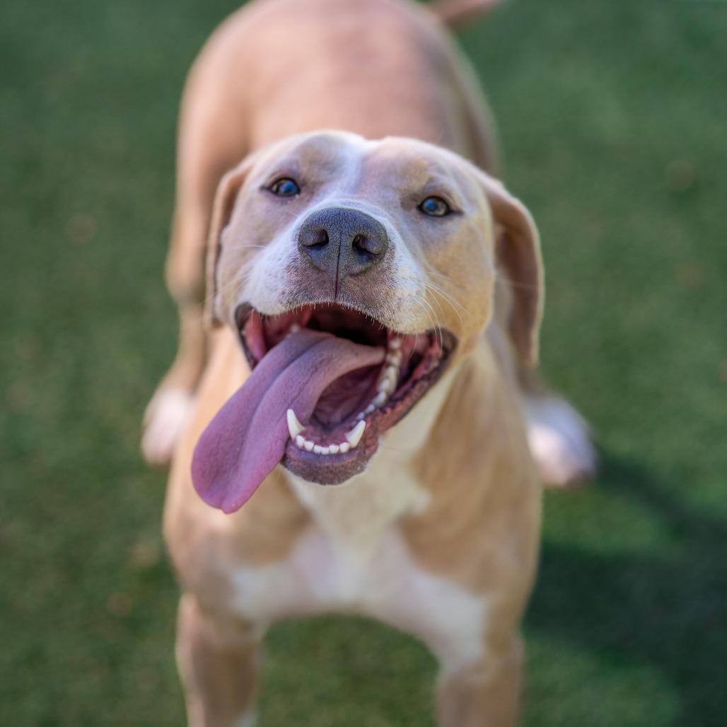 Louise, a Adoptable mixed breed in Gainesville, GA image 2/3