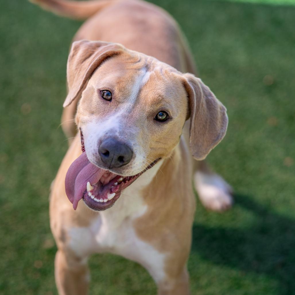 Louise, a Adoptable mixed breed in Gainesville, GA image 3/3