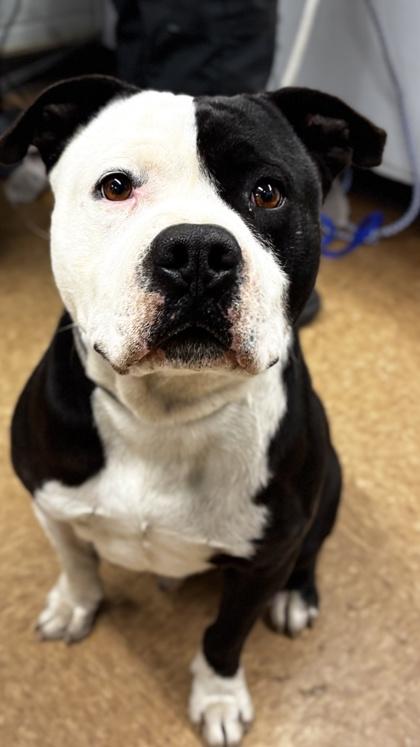 Enlarge Toro, a Adoptable mixed breed in Madera, CA image 1/3