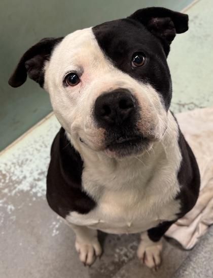 Enlarge Toro, a Adoptable mixed breed in Madera, CA image 2/3