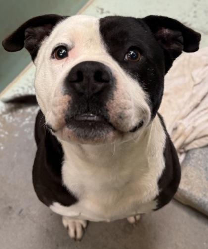 Enlarge Toro, a Adoptable mixed breed in Madera, CA image 3/3