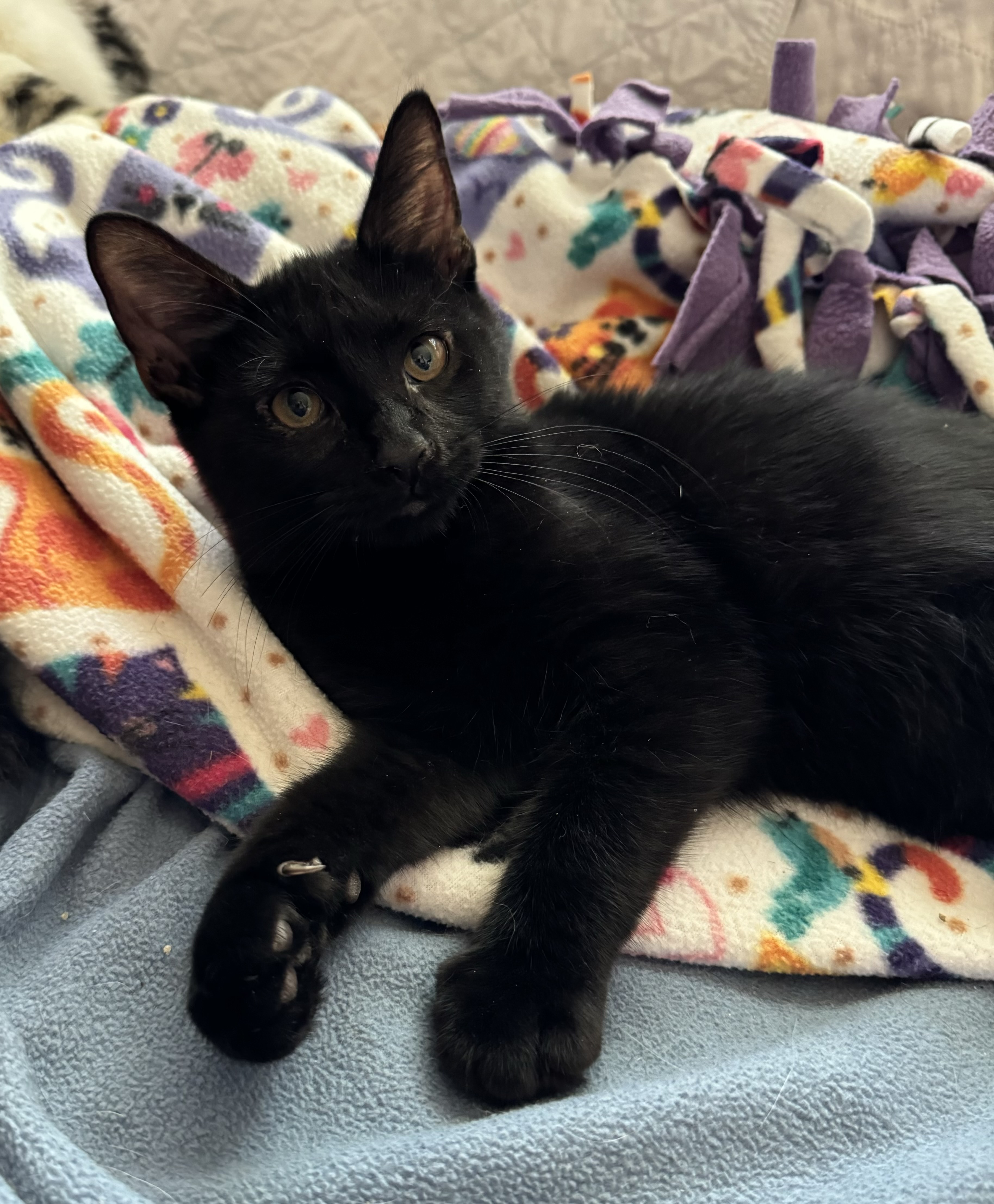 Enlarge Juniper, a Adoptable Domestic Short Hair in Goshen, IN image 6/6