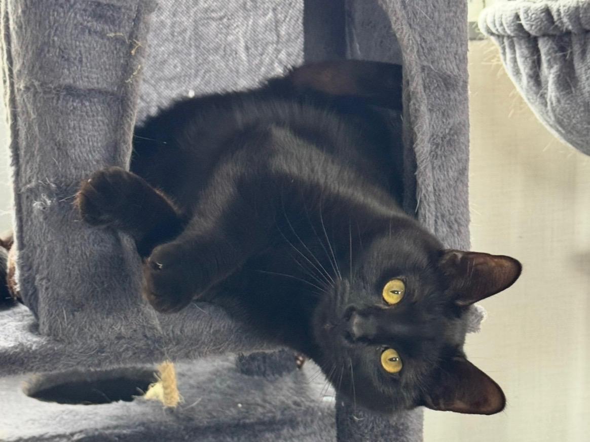 Juniper, Adoptable, Young Male Domestic Short Hair.