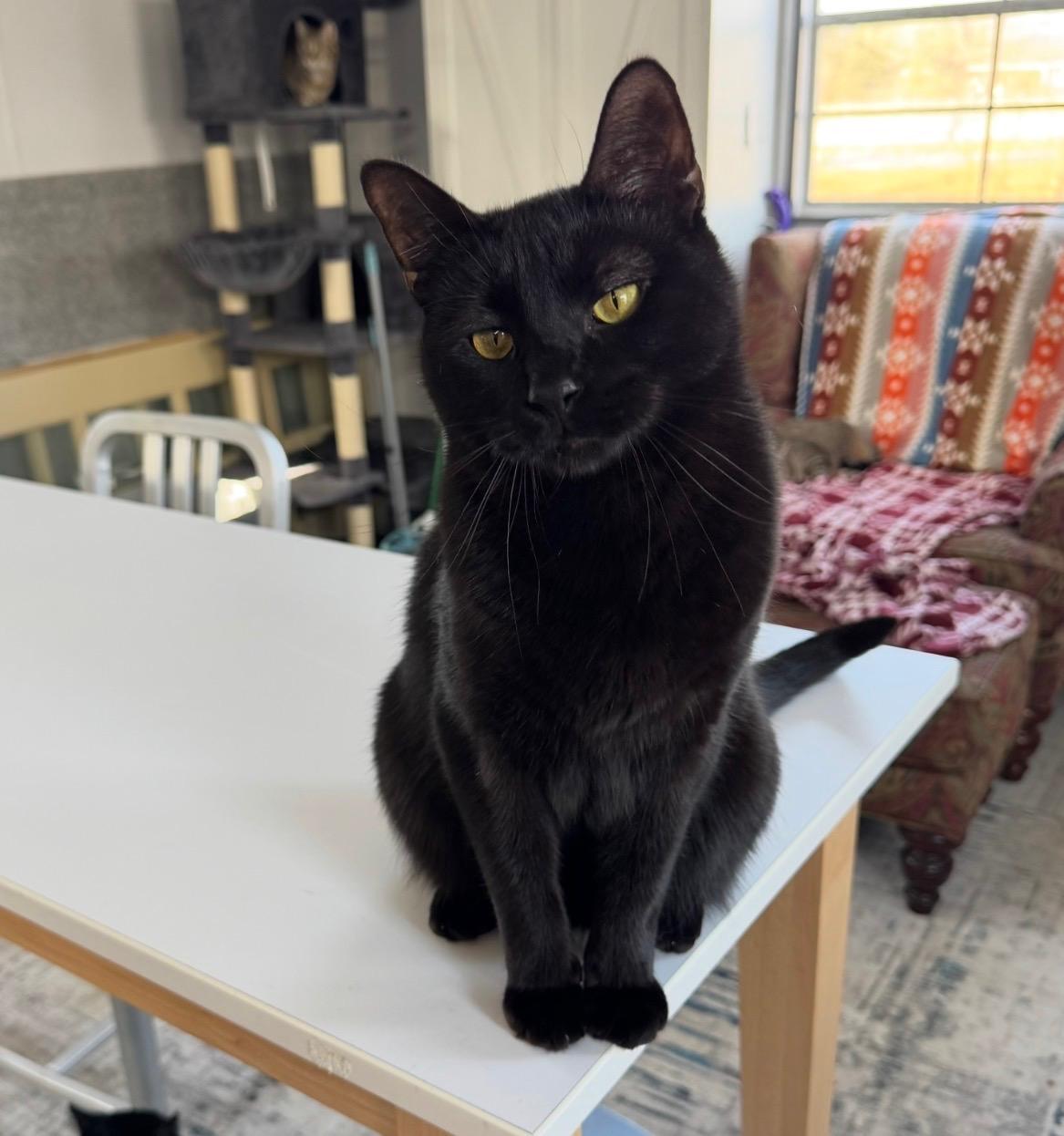 Enlarge Juniper, a Adoptable Domestic Short Hair in Goshen, IN image 3/6