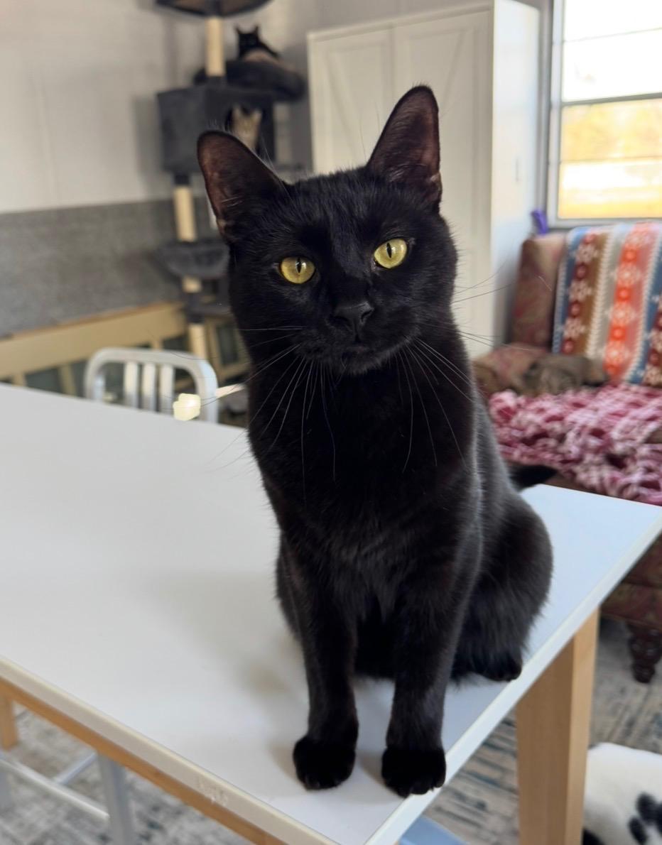 Enlarge Juniper, a Adoptable Domestic Short Hair in Goshen, IN image 2/6