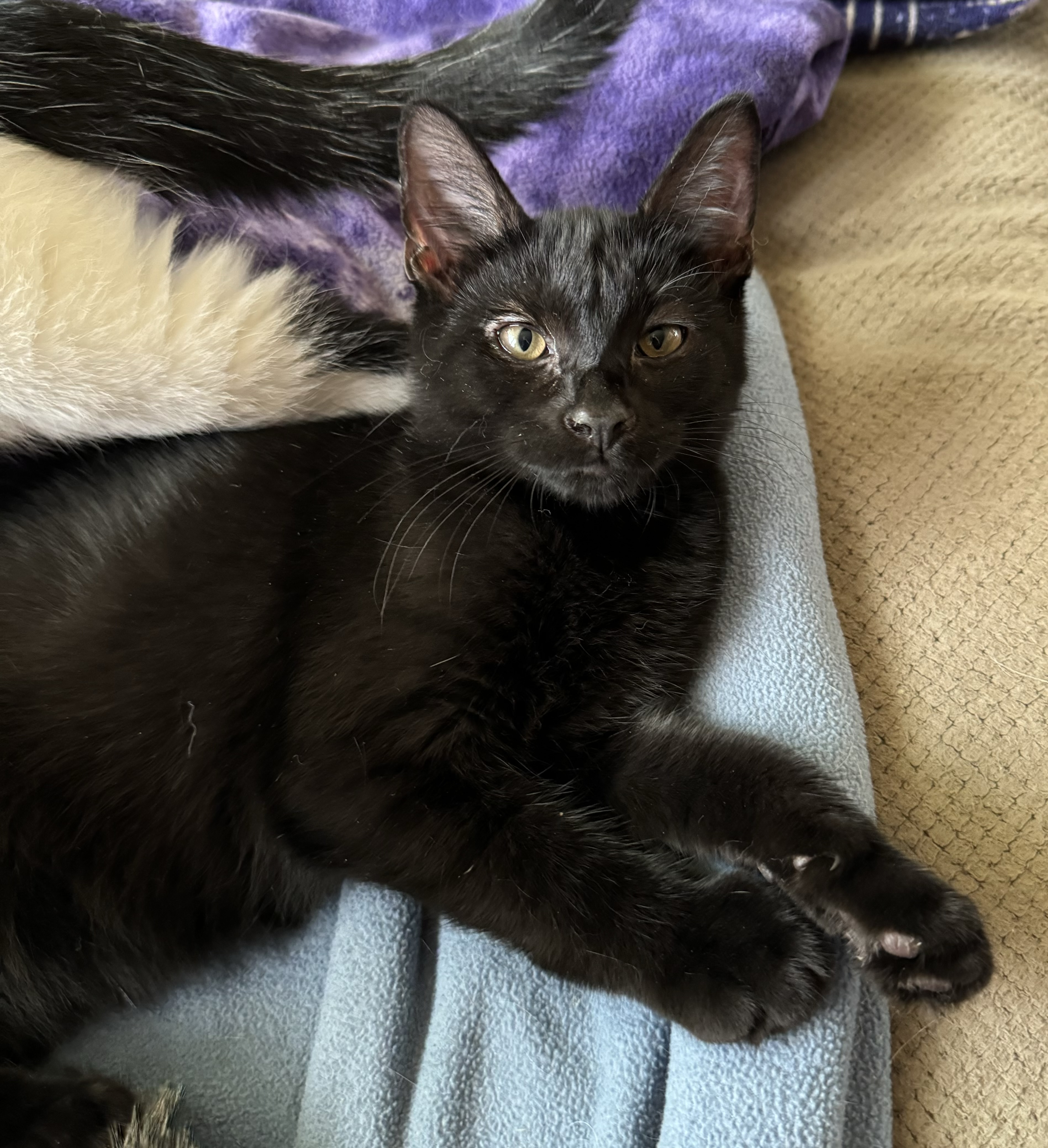 Enlarge Juniper, a Adoptable Domestic Short Hair in Goshen, IN image 5/6