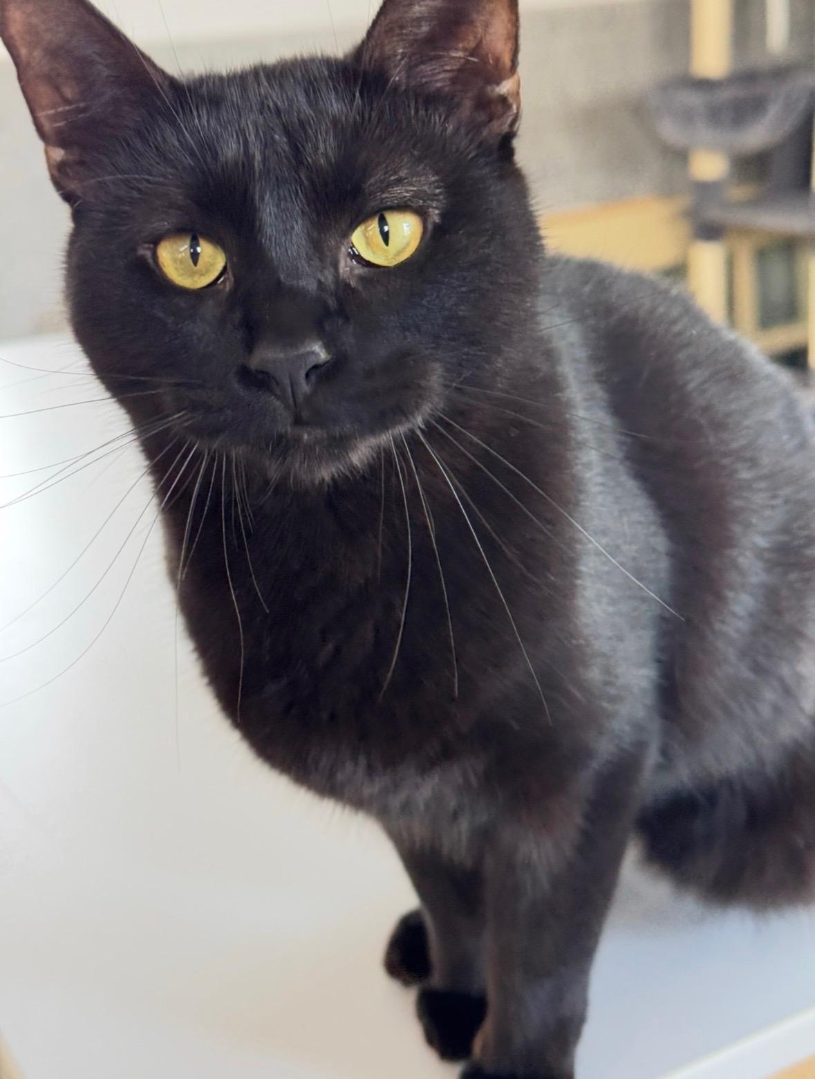 Enlarge Juniper, a Adoptable Domestic Short Hair in Goshen, IN image 4/6