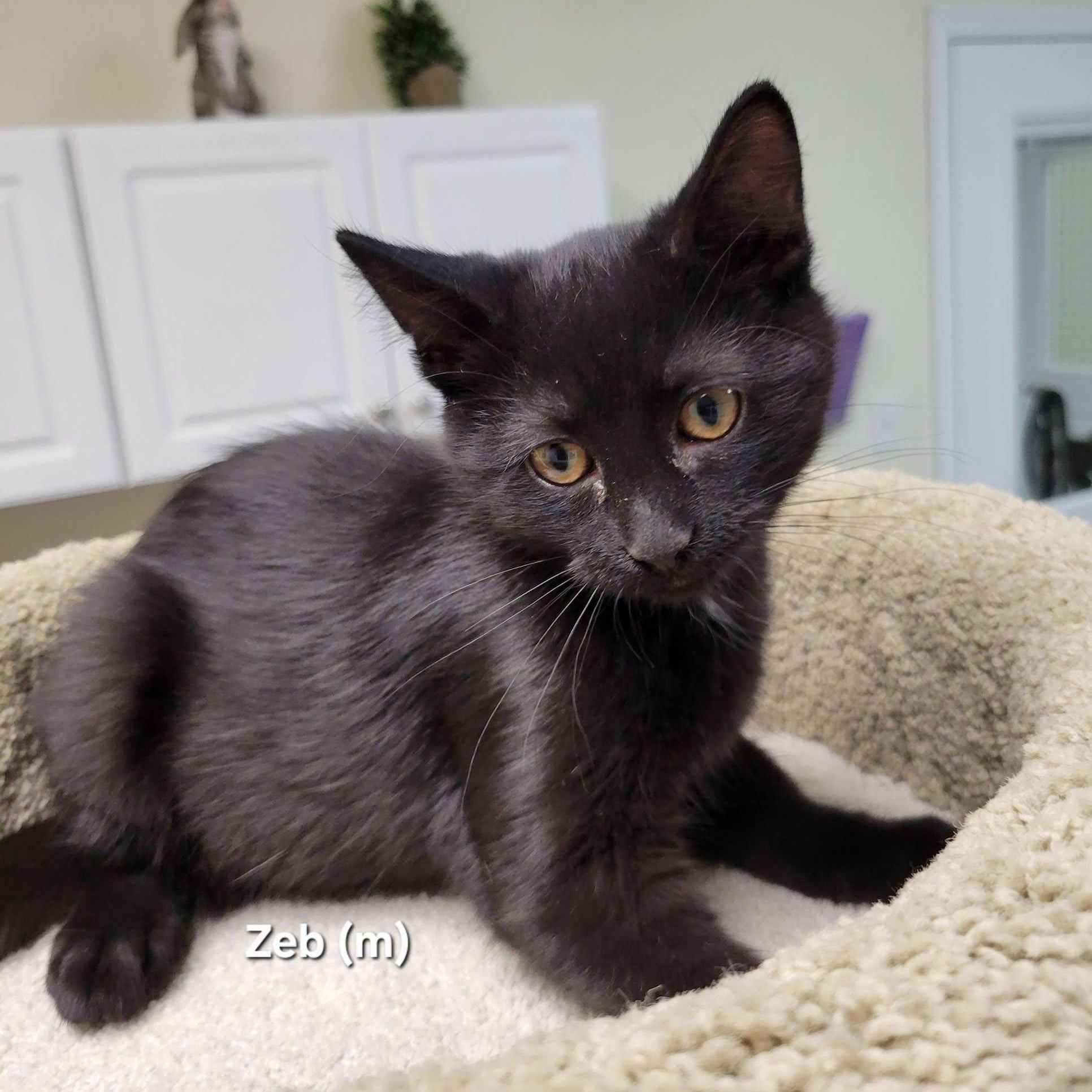 Zeb, Adoptable, Kitten Male Domestic Short Hair.