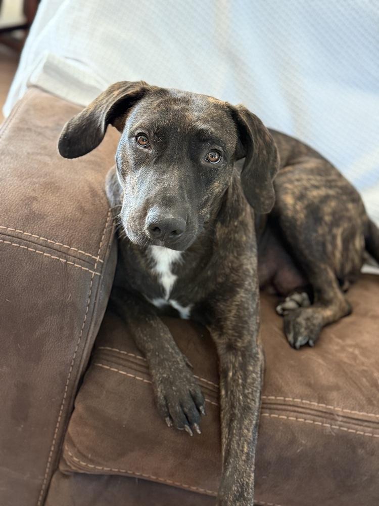 Enlarge Marnie, a Adoptable mixed breed in Lakeland, FL image 1/6