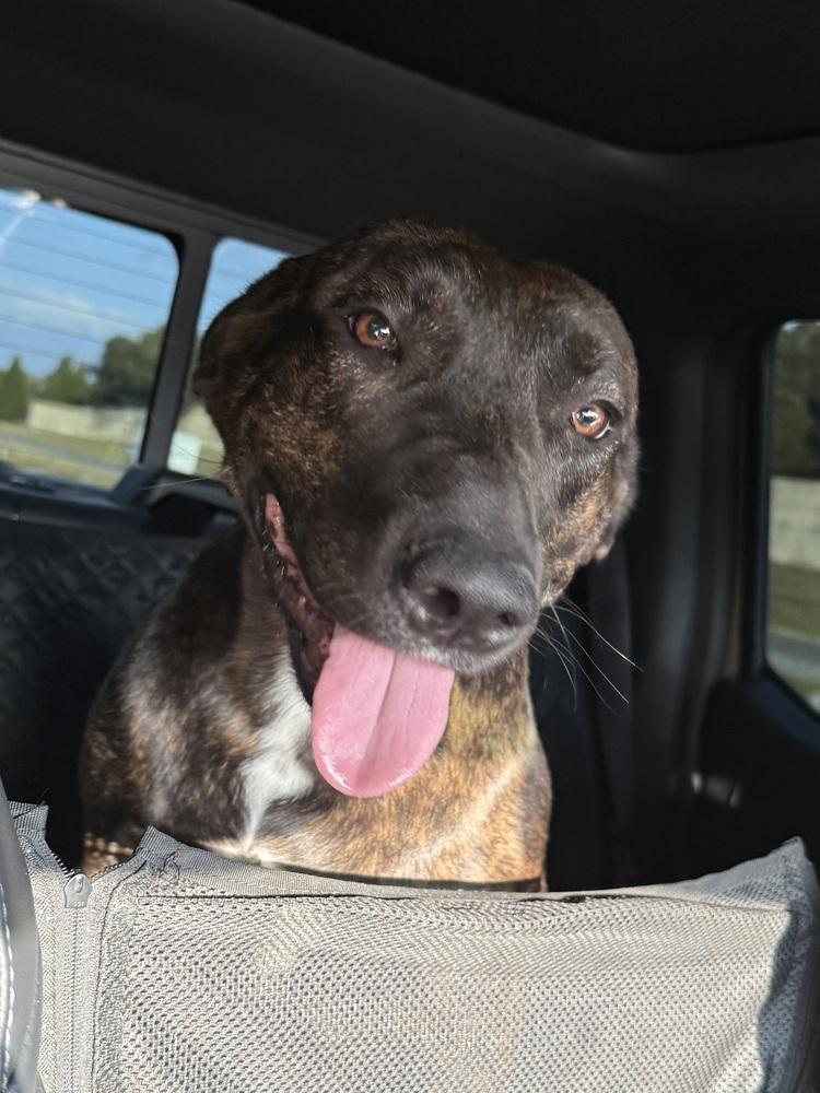 Enlarge Marnie, a Adoptable mixed breed in Lakeland, FL image 2/6