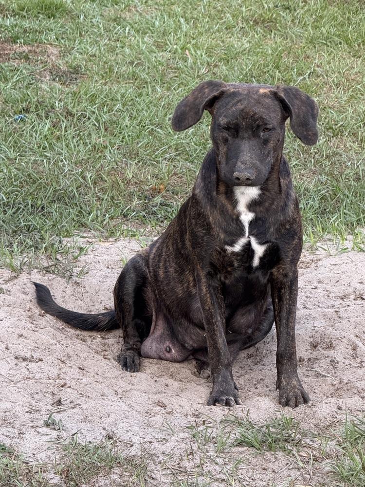 Enlarge Marnie, a Adoptable mixed breed in Lakeland, FL image 4/6