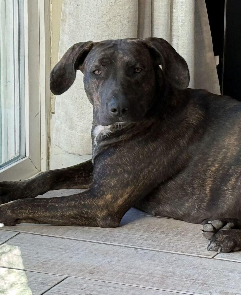 Enlarge Marnie, a Adoptable mixed breed in Lakeland, FL image 5/6