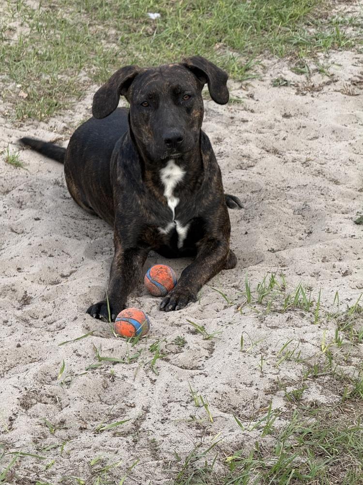 Enlarge Marnie, a Adoptable mixed breed in Lakeland, FL image 6/6