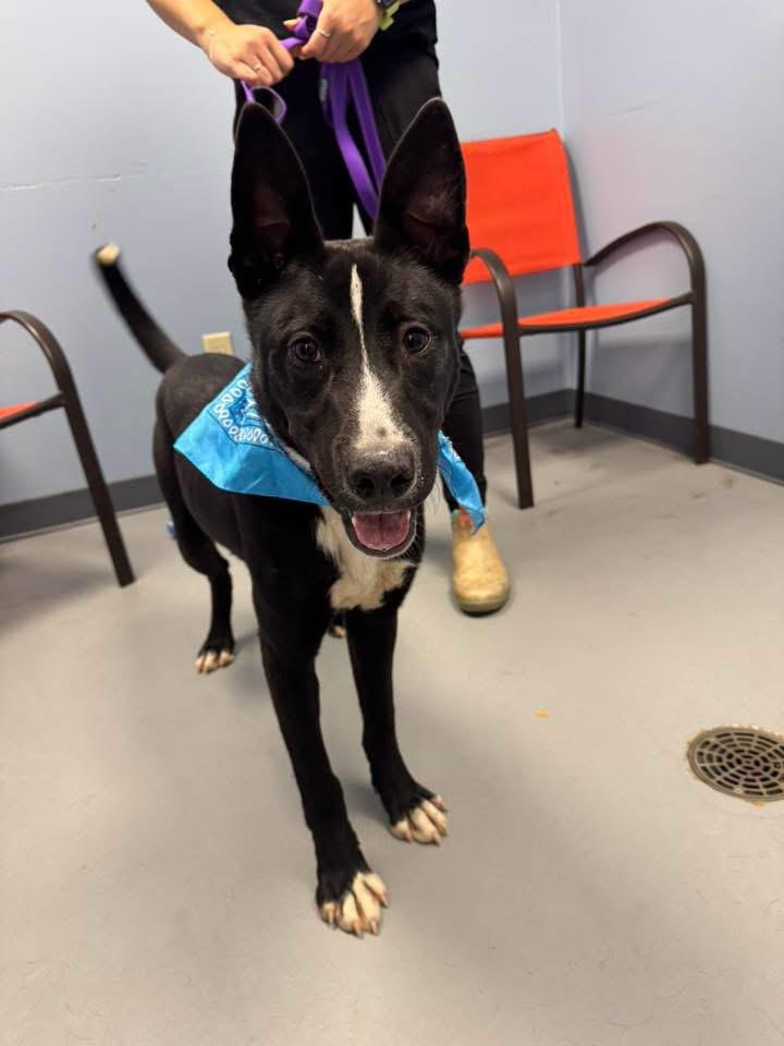 Rocko, ADOPTABLE, Young Male Terrier.