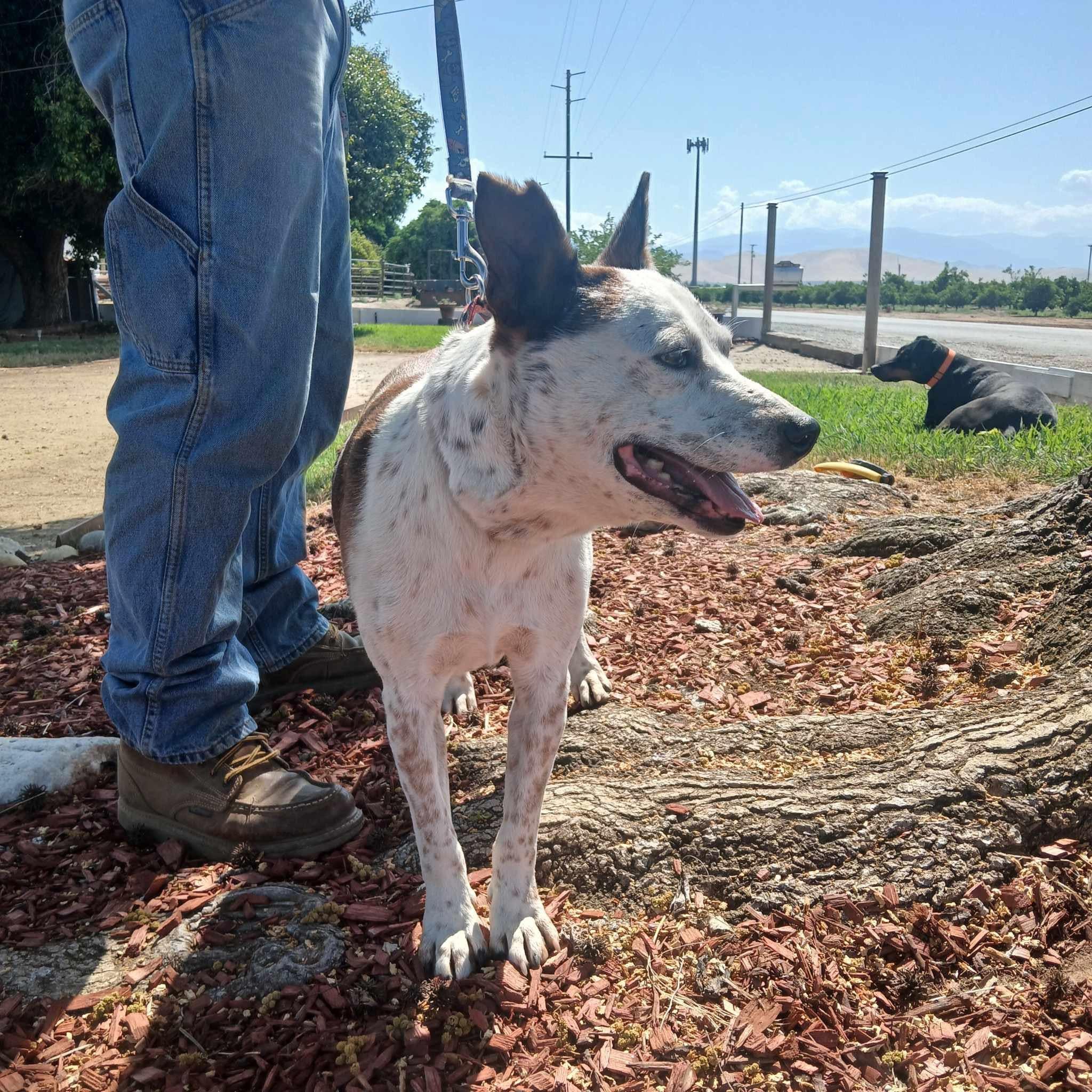 Hal, a Adoptable mixed breed in Coarsegold, CA image 4/5