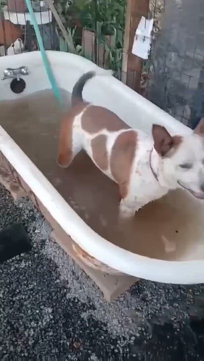 Enlarge Hal, a Adoptable mixed breed in Coarsegold, CA video 5/5