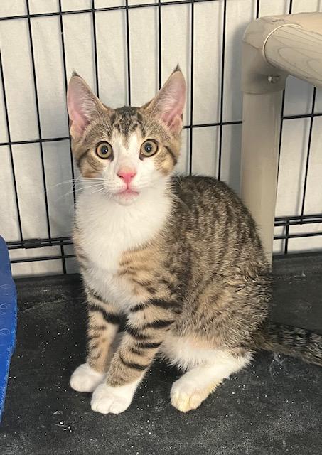 Clark, ADOPTABLE, Kitten Male Domestic Short Hair.