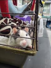 Mr. Potato Head, a Adoptable Rat in CRYSTAL LAKE, IL image 1/5