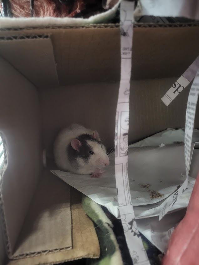 Mr. Potato Head, a Adoptable Rat in CRYSTAL LAKE, IL image 2/5