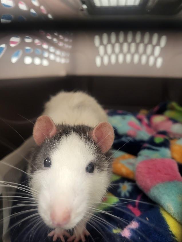 Enlarge Mr. Potato Head, a Adoptable Rat in CRYSTAL LAKE, IL image 5/5