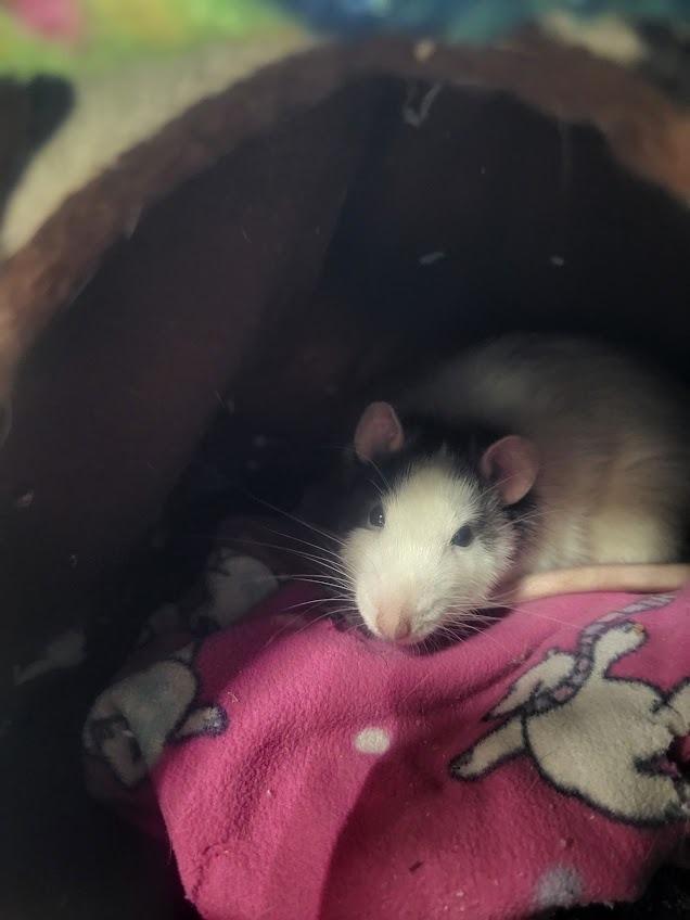 Mr. Potato Head, a Adoptable Rat in CRYSTAL LAKE, IL image 5/5