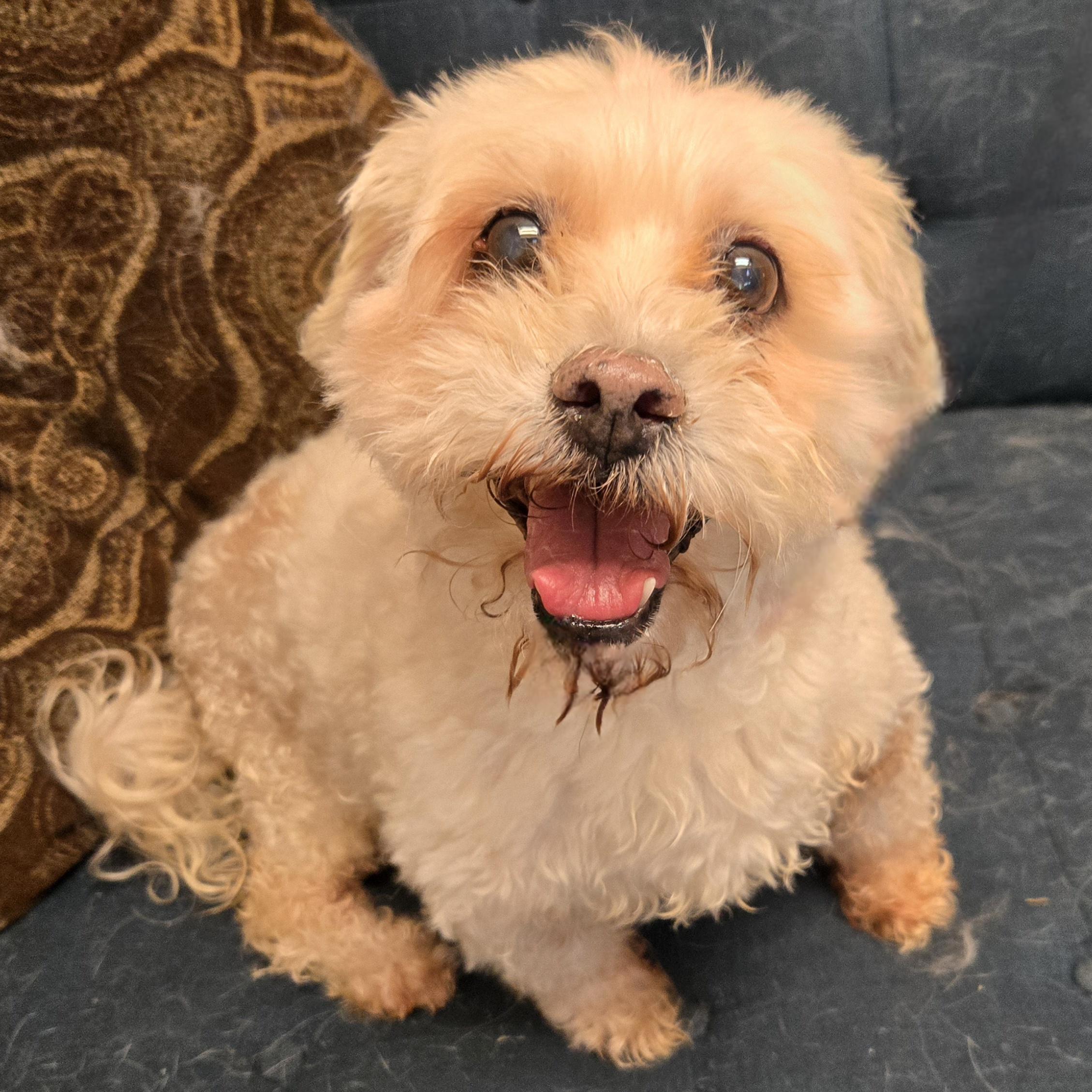 Enlarge Carson, a ADOPTABLE mixed breed in Normal, IL image 2/4