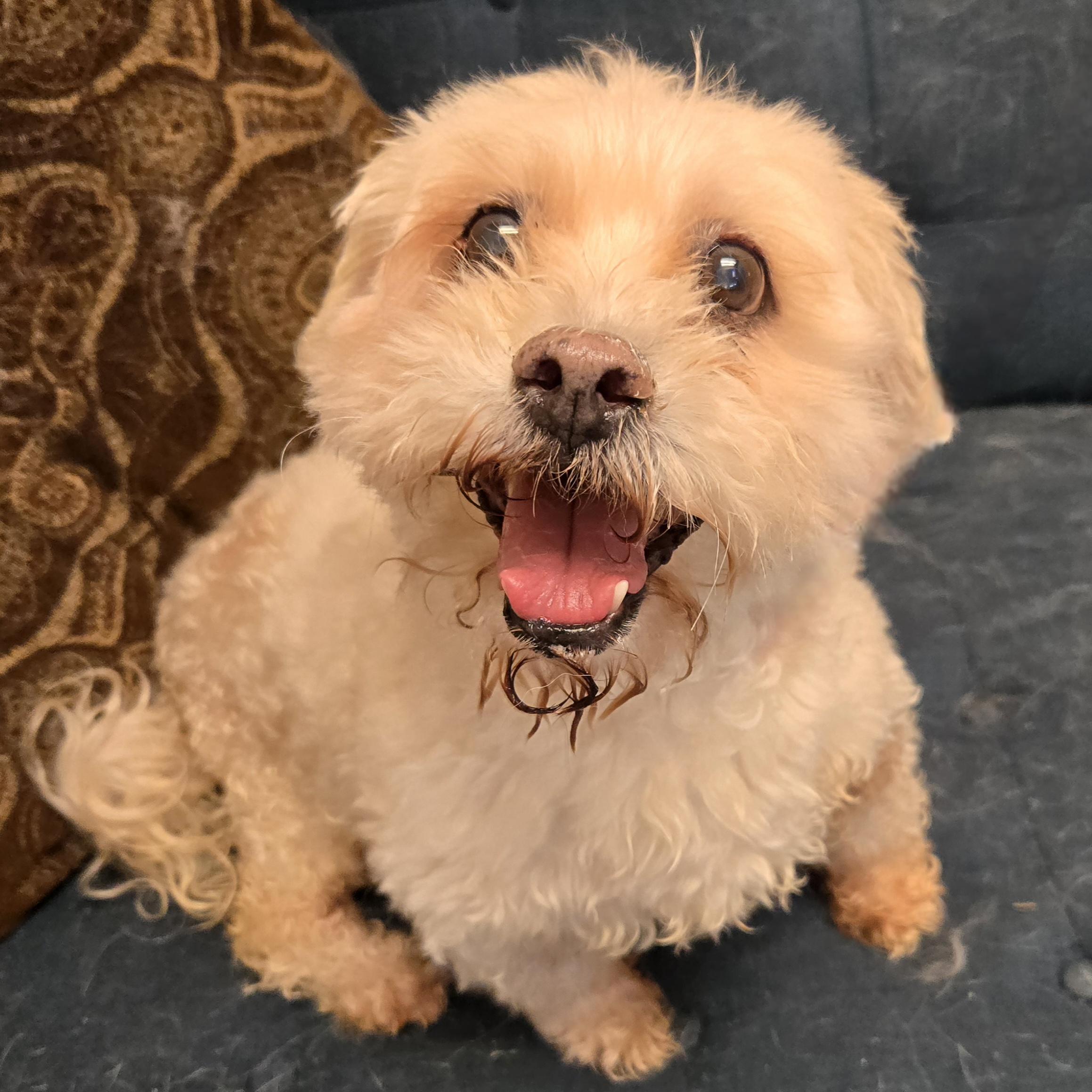 Enlarge Carson, a ADOPTABLE mixed breed in Normal, IL image 4/4