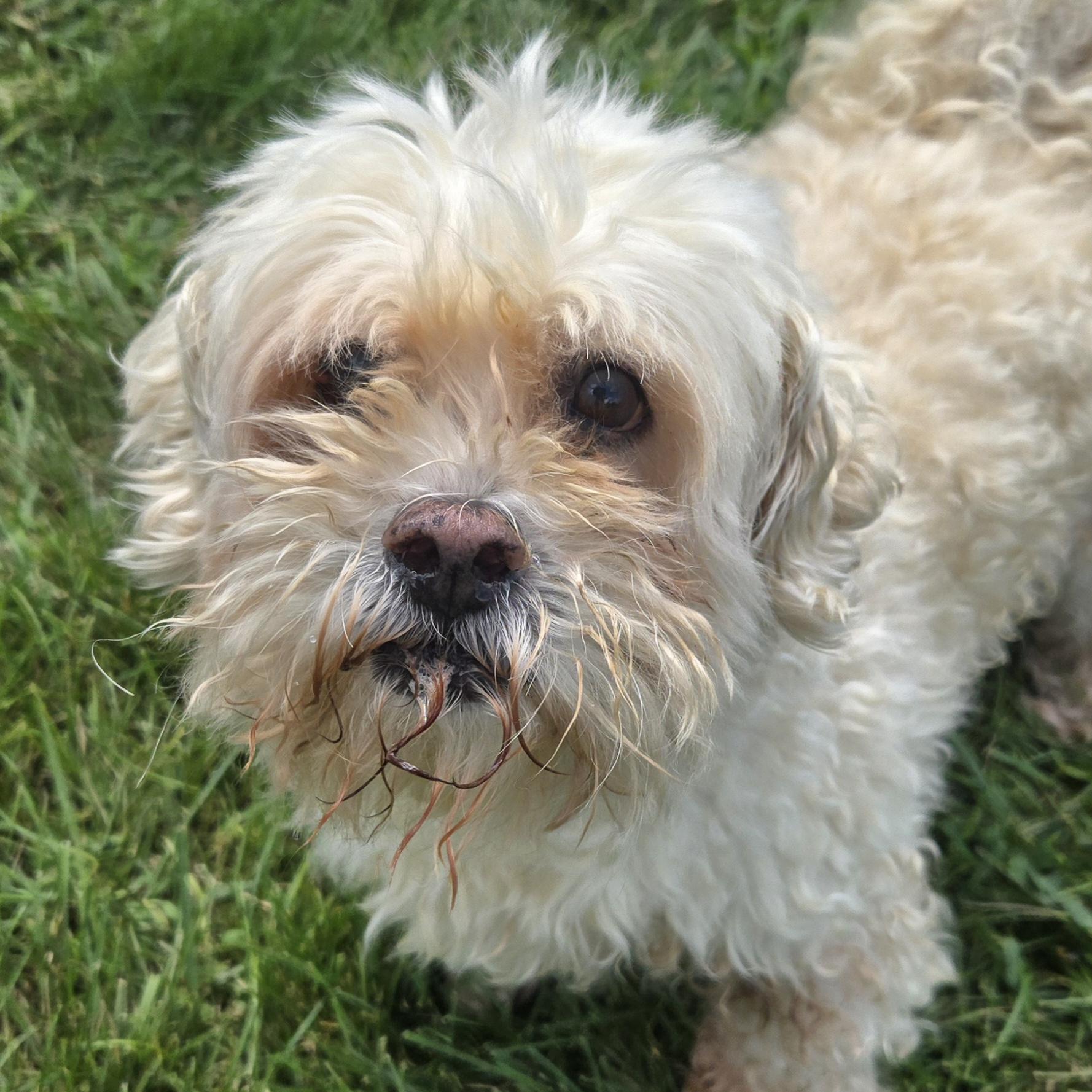 Enlarge Carson, a ADOPTABLE mixed breed in Normal, IL image 2/5