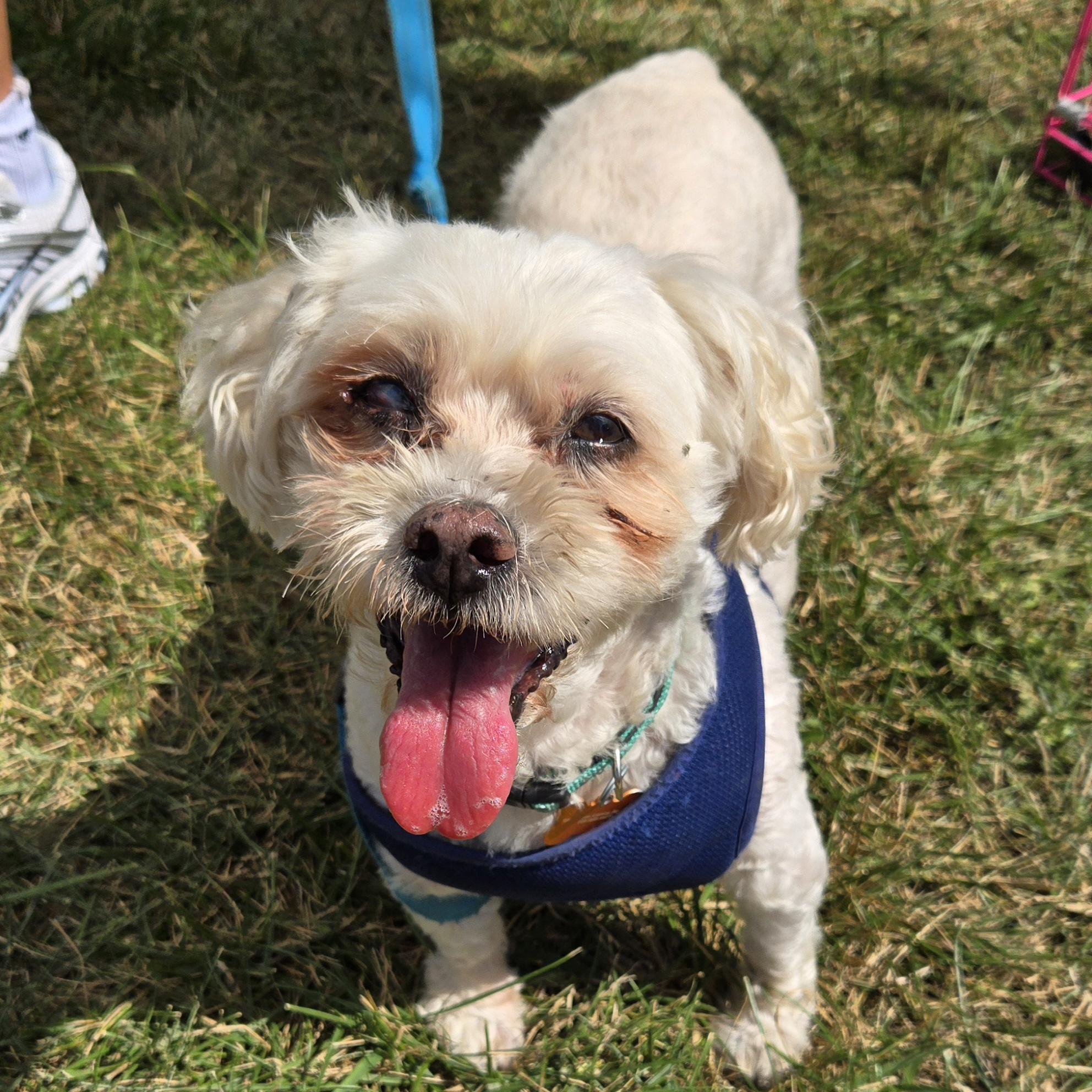 Enlarge Carson, a Adopted mixed breed in Normal, IL image 2/6
