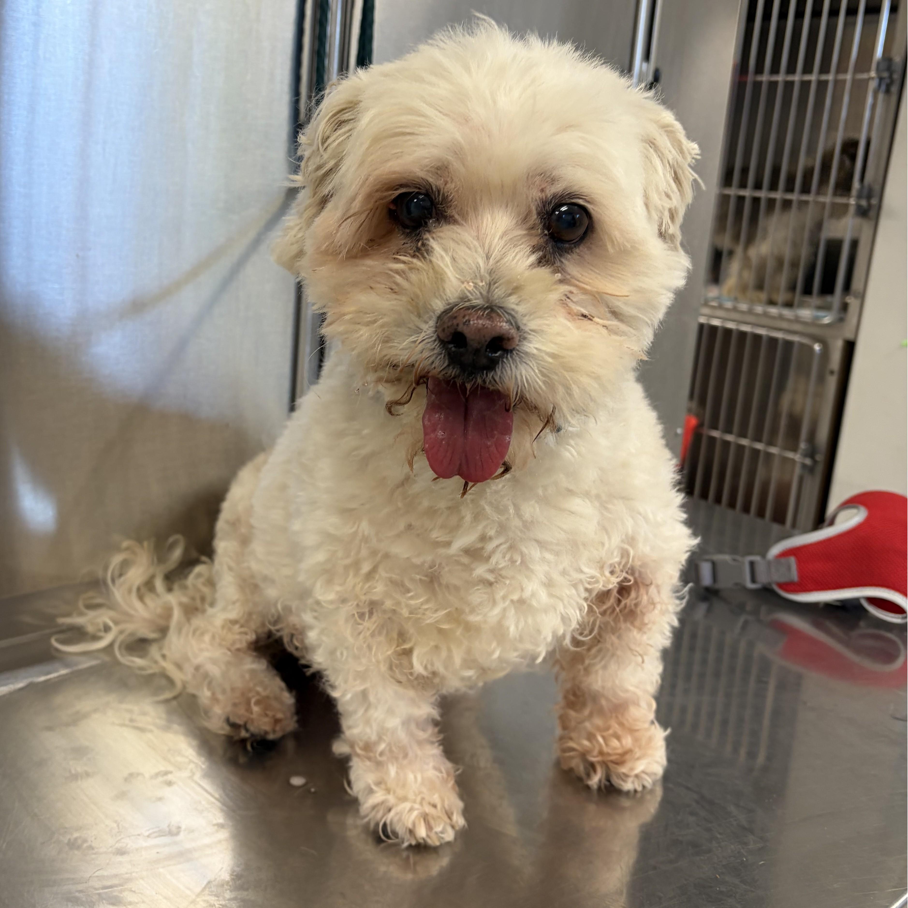 Enlarge Carson, a ADOPTABLE mixed breed in Normal, IL image 3/4