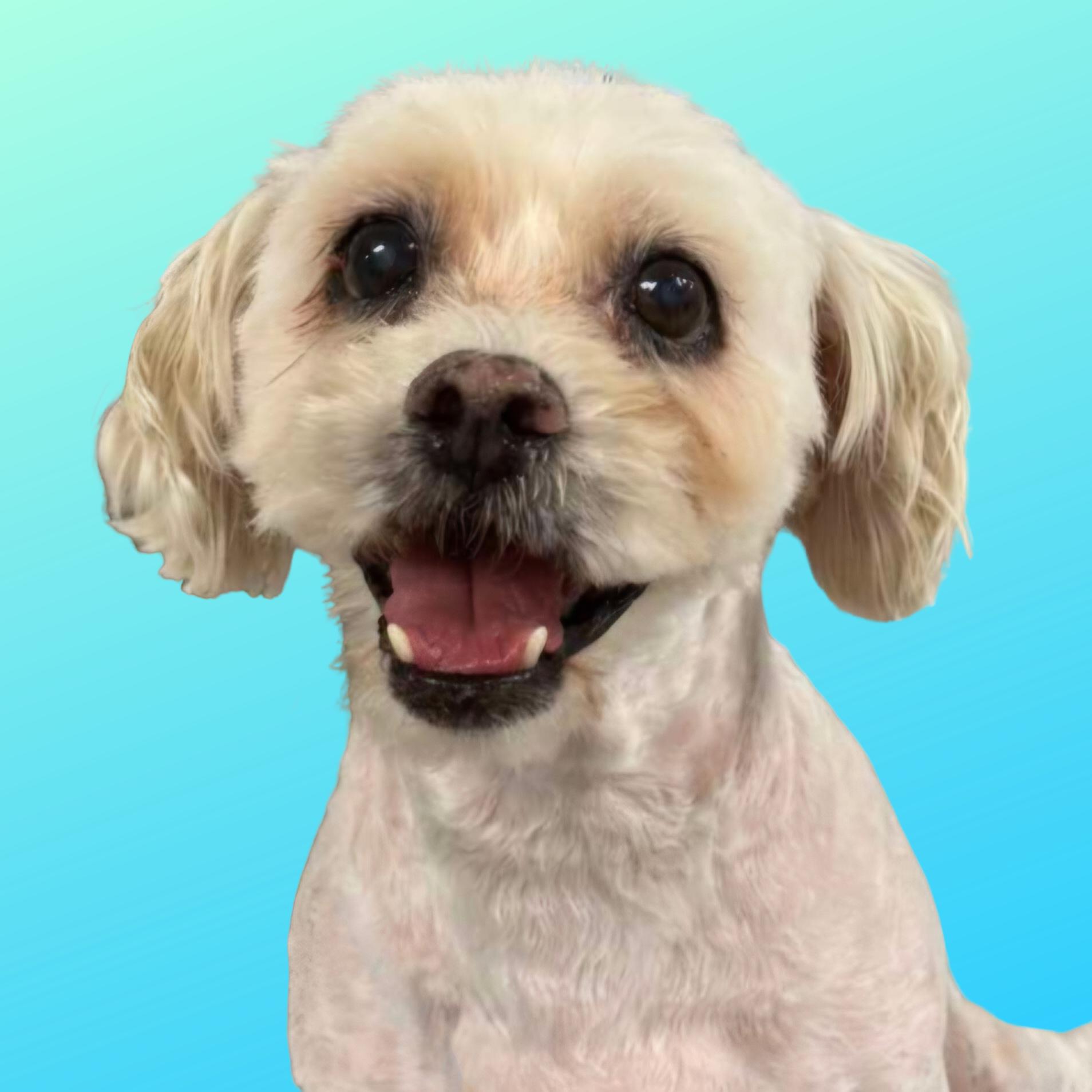 Enlarge Carson, a ADOPTABLE mixed breed in Normal, IL image 1/5