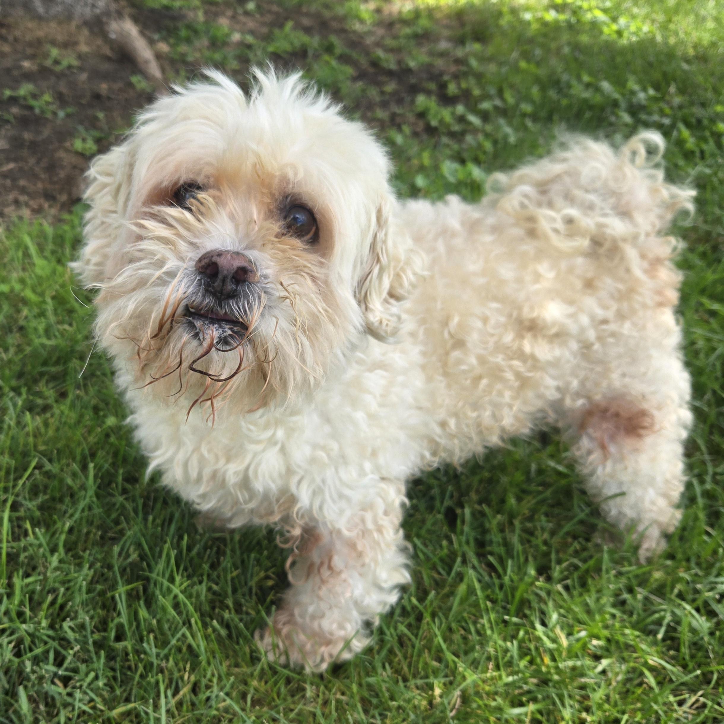 Enlarge Carson, a ADOPTABLE mixed breed in Normal, IL image 4/5