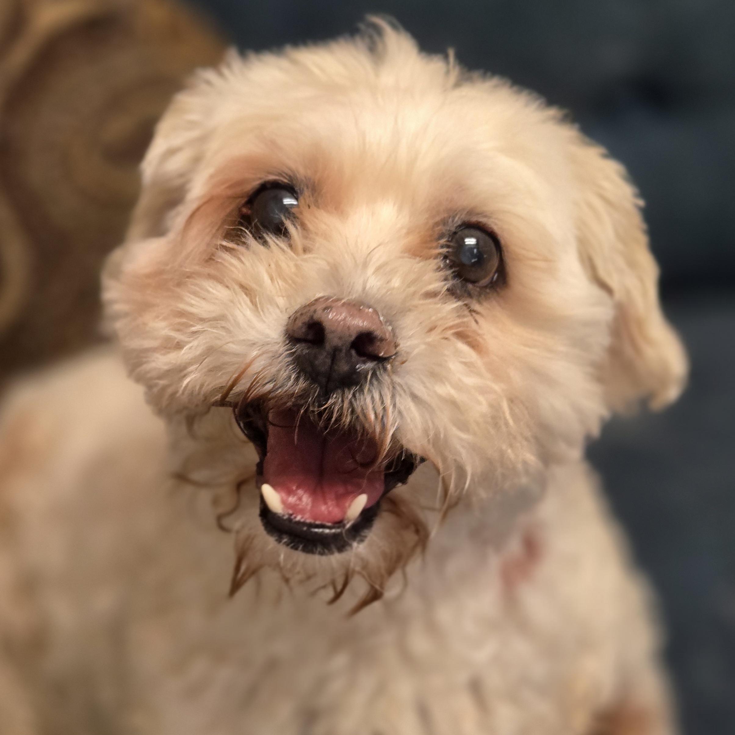 Enlarge Carson, a ADOPTABLE mixed breed in Normal, IL image 1/4