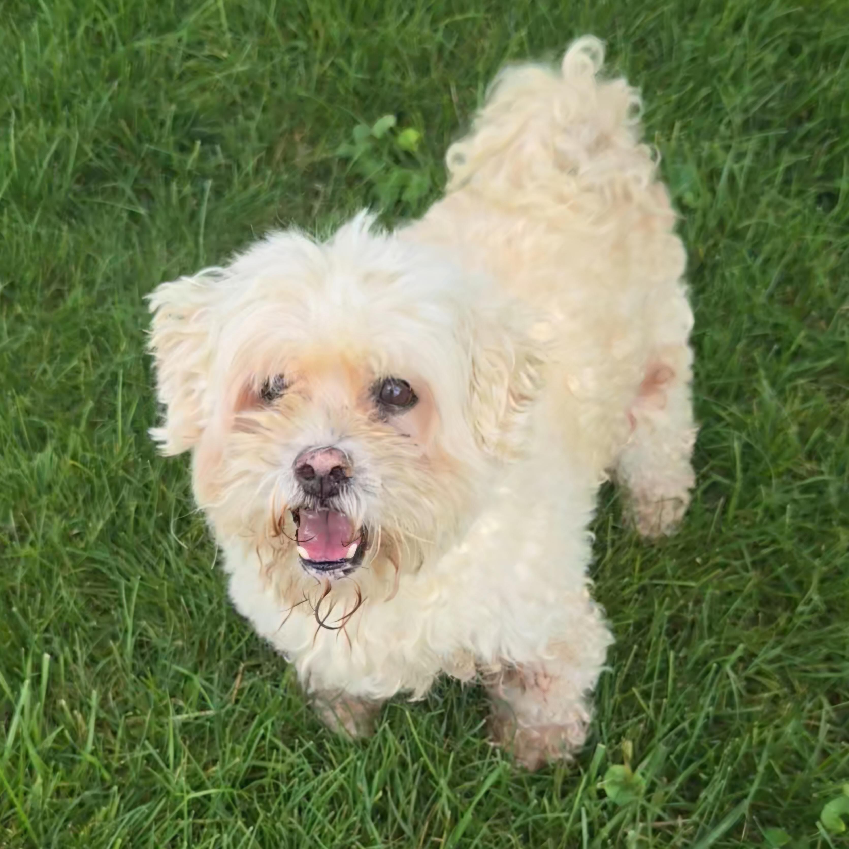 Enlarge Carson, a ADOPTABLE mixed breed in Normal, IL image 3/5