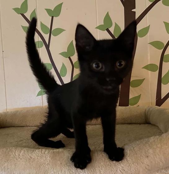 BB King, ADOPTABLE, Kitten Male Bombay.