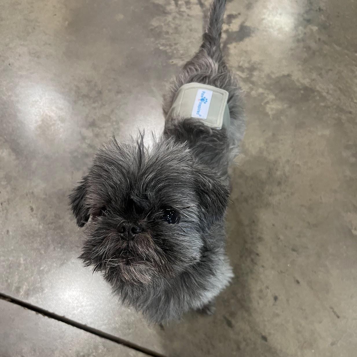 Enlarge Truffles, a Adopted Shih Tzu in Salisbury, NC image 2/5