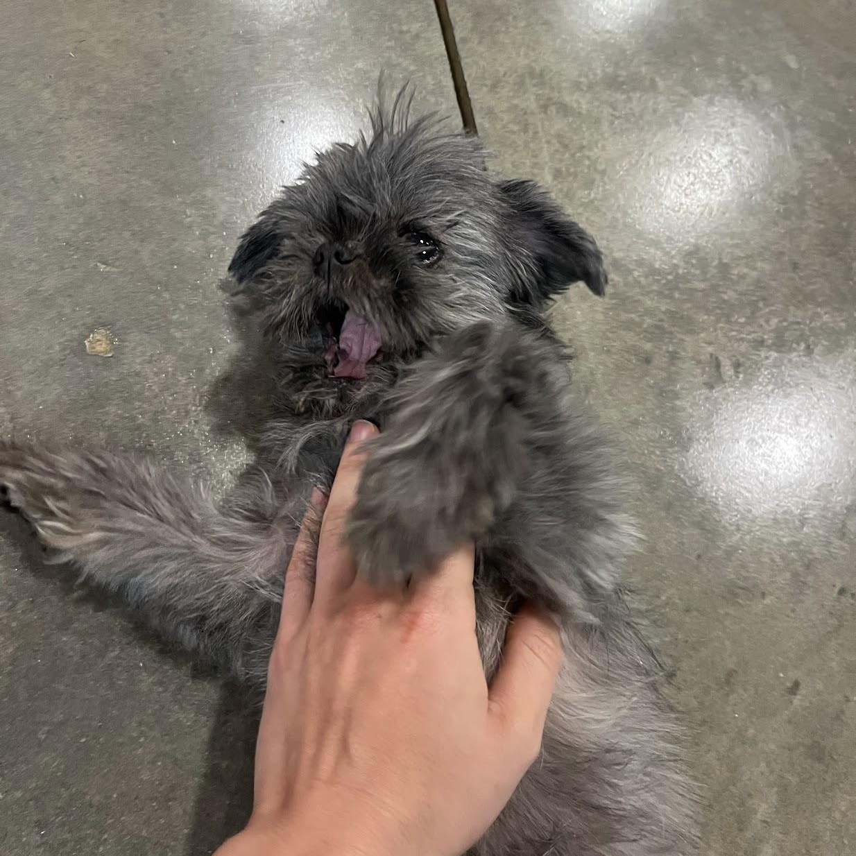 Enlarge Truffles, a Adopted Shih Tzu in Salisbury, NC image 4/5